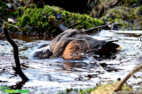 Káně Harrisova - Parabuteo unicinctus - Foto Michal Vorlíček (4)