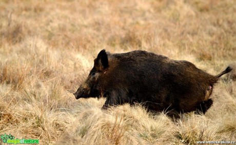 Prase divoké - Sus scrofa - Foto Michal Vorlíček (2)