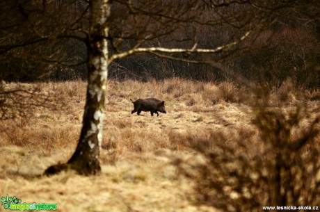 Prase divoké - Sus scrofa - Foto Michal Vorlíček