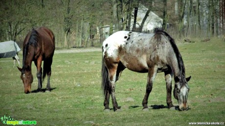 Koně - Foto Rasťo Salčík (3)