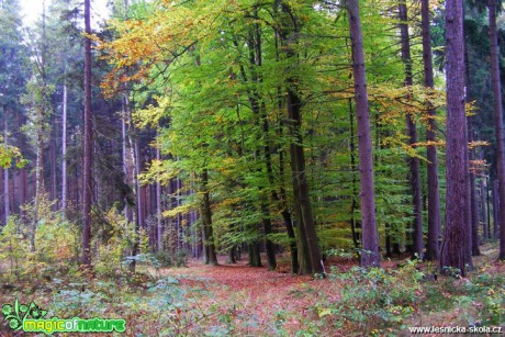 Blatno u Jesenice - lesy - Foto Jiří Perlík