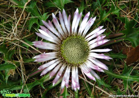 Pupava bezlodyžná - Carlina acaulis - Foto Miloslav Míšek