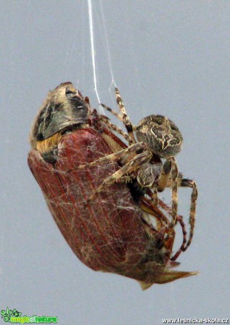 Křižák obecný s úlovkem - chroustem - Araneus diadematus - Foto Miloslav Míšek