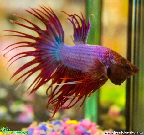 Bojovnice pestrá - Betta splendens - Foto David Hlinka (1)