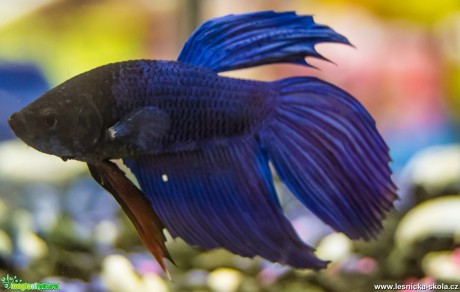 Bojovnice pestrá - Betta splendens - Foto David Hlinka (2)