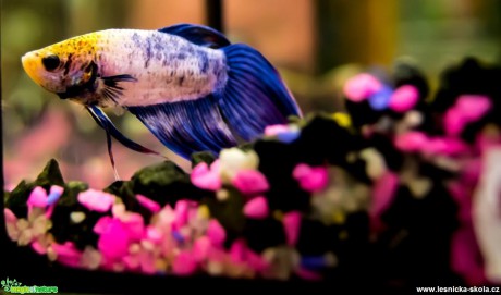 Bojovnice pestrá - Betta splendens - Foto David Hlinka