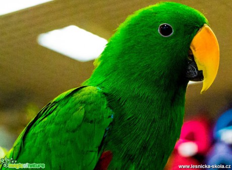 Eklektus různobarvý - Eclectus roratus - Foto David Hlinka