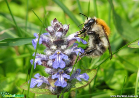 Čmelák polní - Bombus pascuorum - Foto Miloslav Míšek