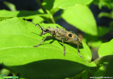 Kousavec korový - Rhagium inquisitor - Foto Miloslav Míšek