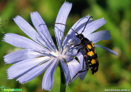 Tesařík skvrnitý - Rutpela maculata - Foto Miloslav Míšek