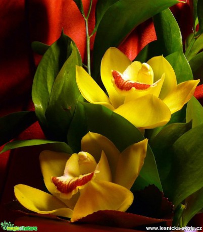 Květy orchidejí - Foto Jiří Perlík