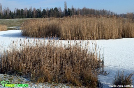 Rákosiny v zimě - Foto Jiří Perlík