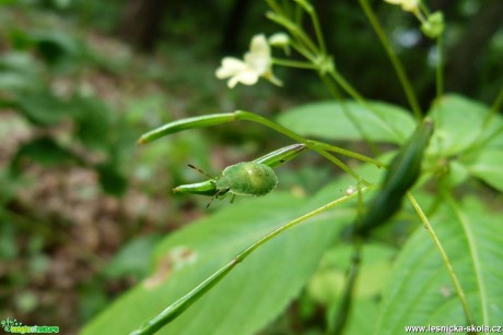 Kněžice zelená - Palomena viridissima - Foto Ivana Šťastná