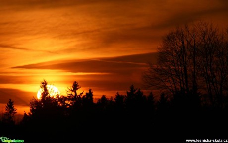 Stromy v západu slunce - Foto Ladislav Jonák (1)