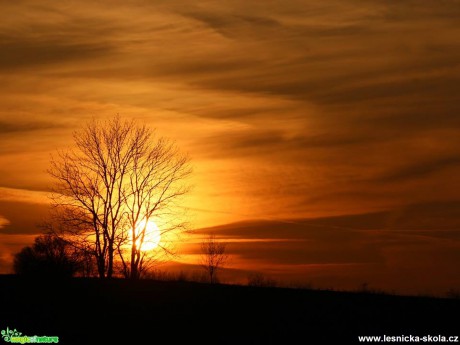 Stromy v západu slunce - Foto Ladislav Jonák (2)
