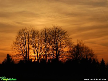 Stromy v západu slunce - Foto Ladislav Jonák