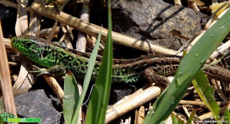 Ještěrka obecná - Lacerta agilis - Foto Jiří Havel