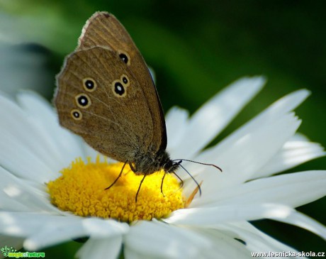Krása motýlích křídel - Foto Petr Germanič (5)