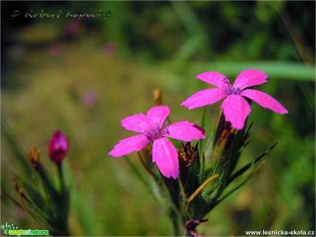 Hvozdík svazčitý - Dianthus armeria - Foto Robert Kopecký