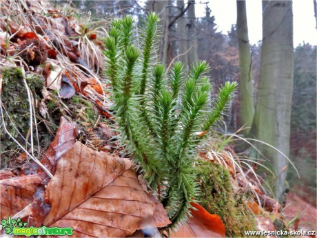 Vranec jedlový - Husperzia selago - Foto Robert Kopecký