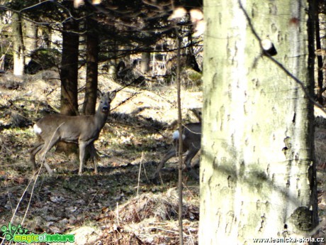 Srnec obecný - Capreolus capreolus - Foto Karel Kříž (9)