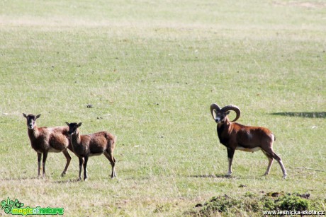 Muflon - Ovis musimon - Foto František Novotný  (2)