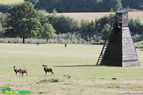 Muflon - Ovis musimon - Foto František Novotný  (3)