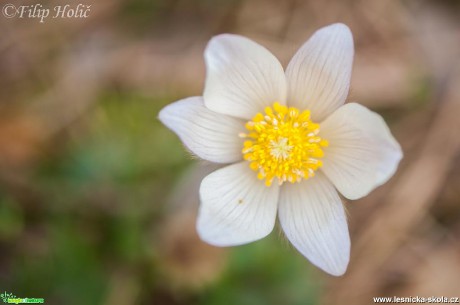 Koniklec jarní - Pulsatilla vernalis u Bělé p. Bezdězem (2)