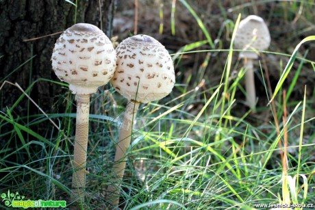 Bedla vysoká -  Macrolepiota procera - Foto František Novotný (1)