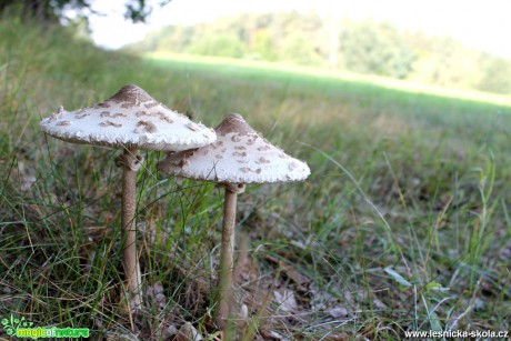 Bedla vysoká -  Macrolepiota procera - Foto František Novotný (2)