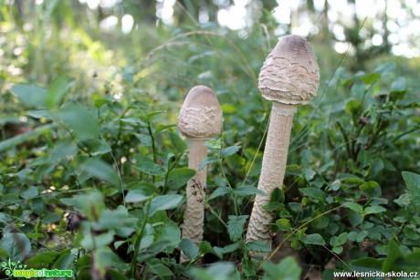 Bedla vysoká -  Macrolepiota procera - Foto František Novotný (4)