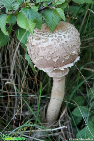 Bedla vysoká -  Macrolepiota procera - Foto František Novotný (6)