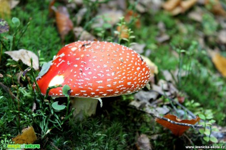 Muchomůrka červená - Amanita muscaria - Foto František Novotný (1)