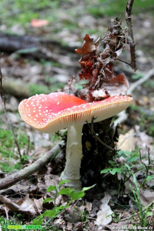 Muchomůrka červená - Amanita muscaria - Foto František Novotný (2)