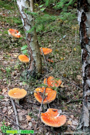 Muchomůrka červená - Amanita muscaria - Foto František Novotný (4)