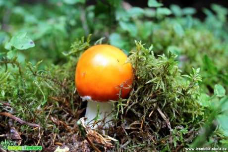 Muchomůrka červená - Amanita muscaria - Foto František Novotný (6)