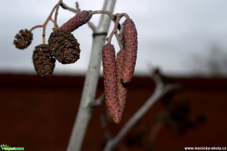 Olše lepkavá - Alnus glutinosa - Foto Jiří Perlík