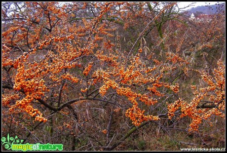 Rakytník řešetlákový - Hippophae rhamnoides - Foto Jiří Perlík