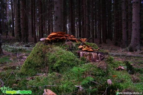 Houbový pařez - Foto Jiří Perlík