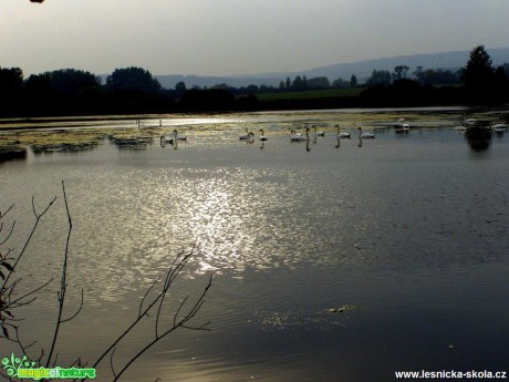 Labutí jezero - Foto Jiří Perlík