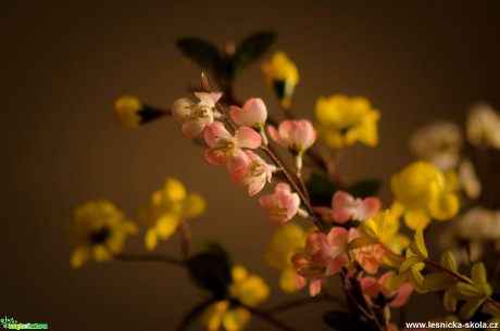 Květy - foto Dezider Tocka