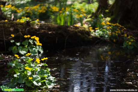 Blatouch bahenní - Caltha palustris - Foto Jan Valach (1)