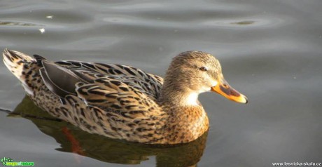 Kachna divoká - Anas platyrhynchos - Foto Marie Vykydalová