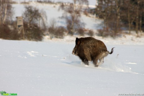 Prase divoké - Sus scrofa - Foto František Novotný (1)