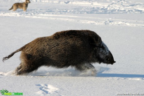 Prase divoké - Sus scrofa - Foto František Novotný (3)