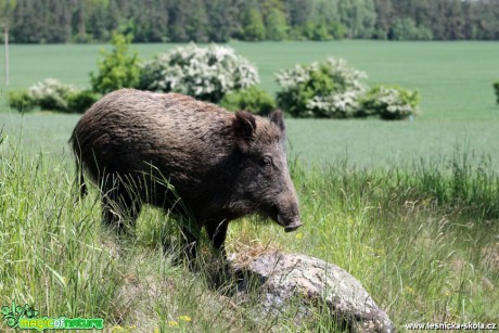 Prase divoké - Sus scrofa - Foto František Novotný (4)