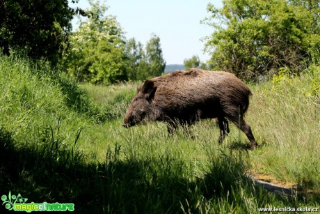 Prase divoké - Sus scrofa - Foto František Novotný (6)