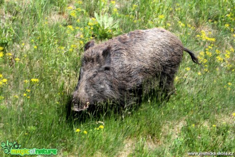 Prase divoké - Sus scrofa - Foto František Novotný (9)