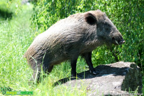 Prase divoké - Sus scrofa - Foto František Novotný (10)