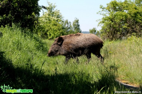 Prase divoké - Sus scrofa - Foto František Novotný (11)